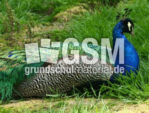 Blauer-Pfau_8113.jpg